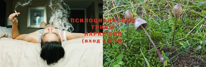 блэк спрут зеркало  Кострома  Псилоцибиновые грибы Magic Shrooms 