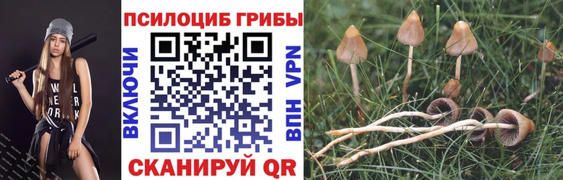 Псилоцибиновые грибы MAGIC MUSHROOMS  цены наркотик  Кострома 